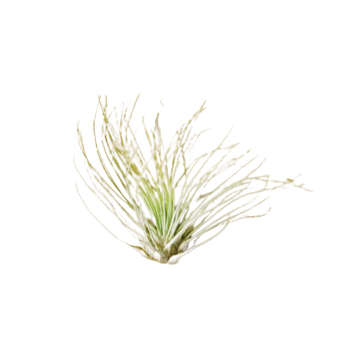 Plant Air Plant Fuchsii