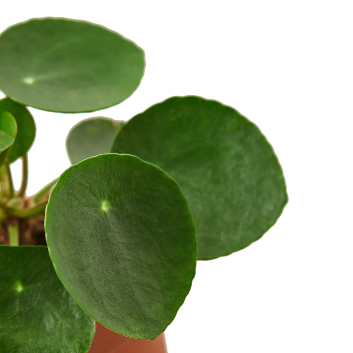 Plant Pilea Peperomiodes | 4-inch