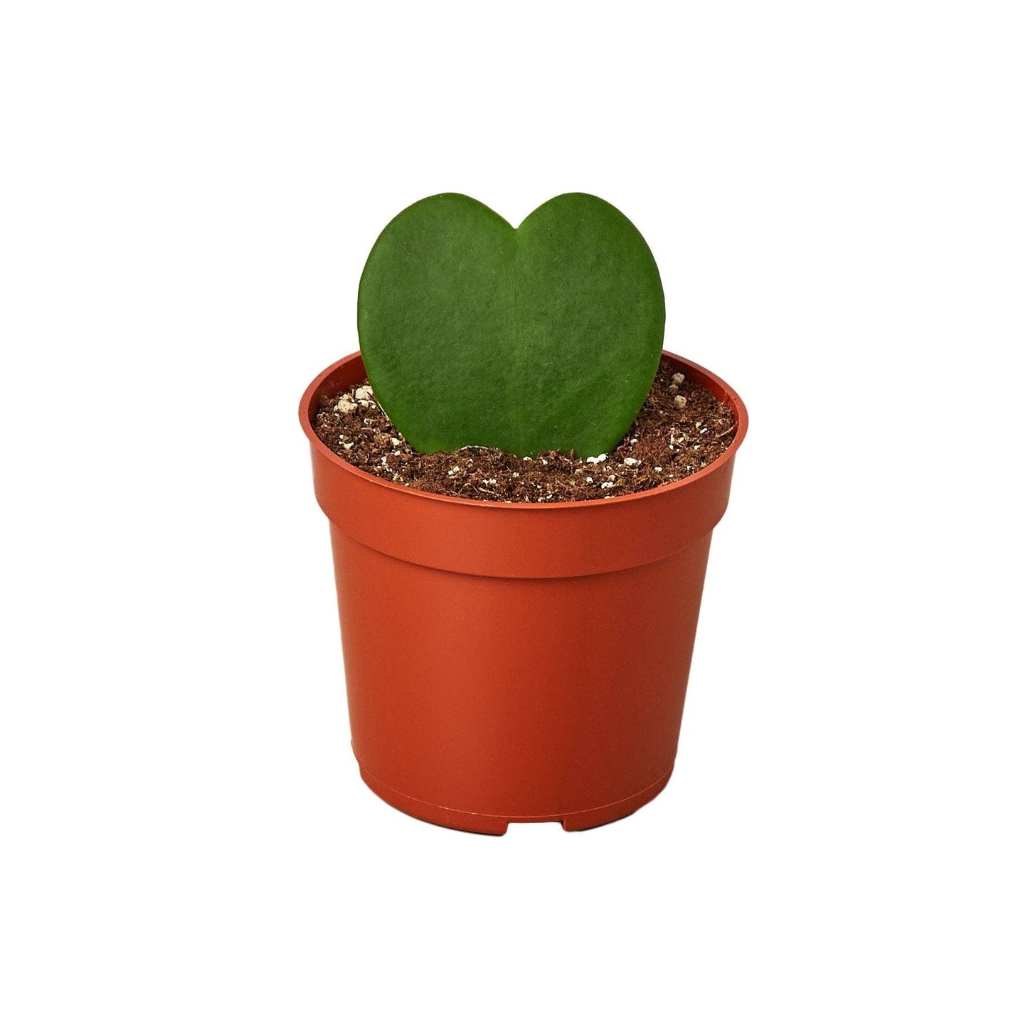 Plant Hoya Heart | 3-inch