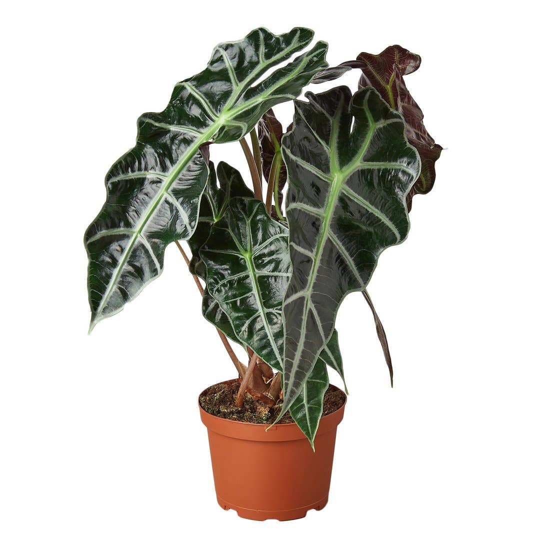 Plant Alcocasia African Mask | 4-inch