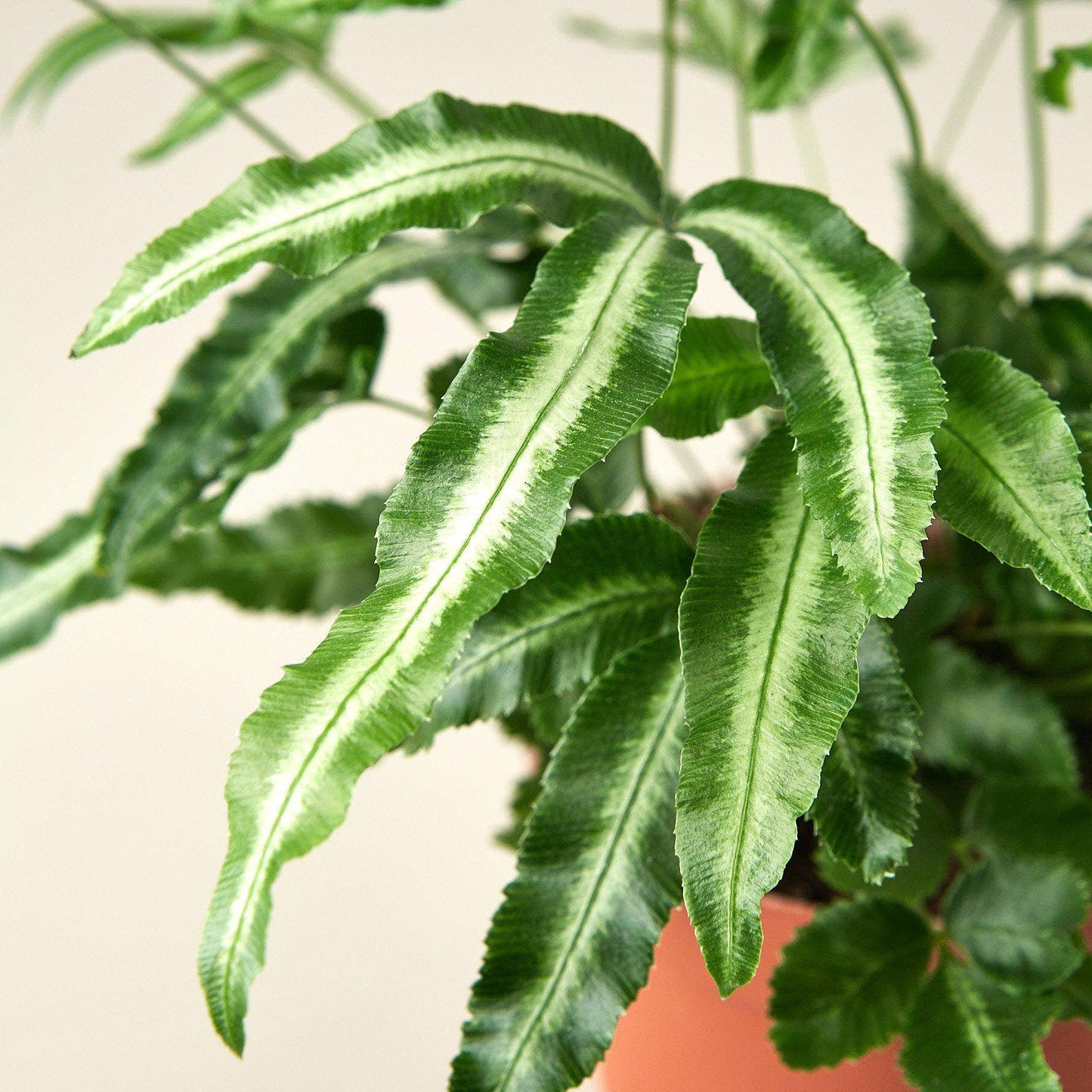 Plant Pteris Cretica 'Albo Fern' | 4" Pot