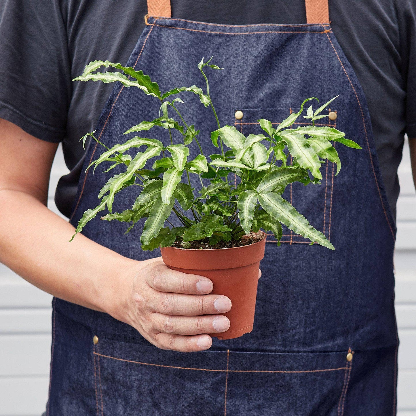 Plant Pteris Cretica 'Albo Fern' | 4" Pot