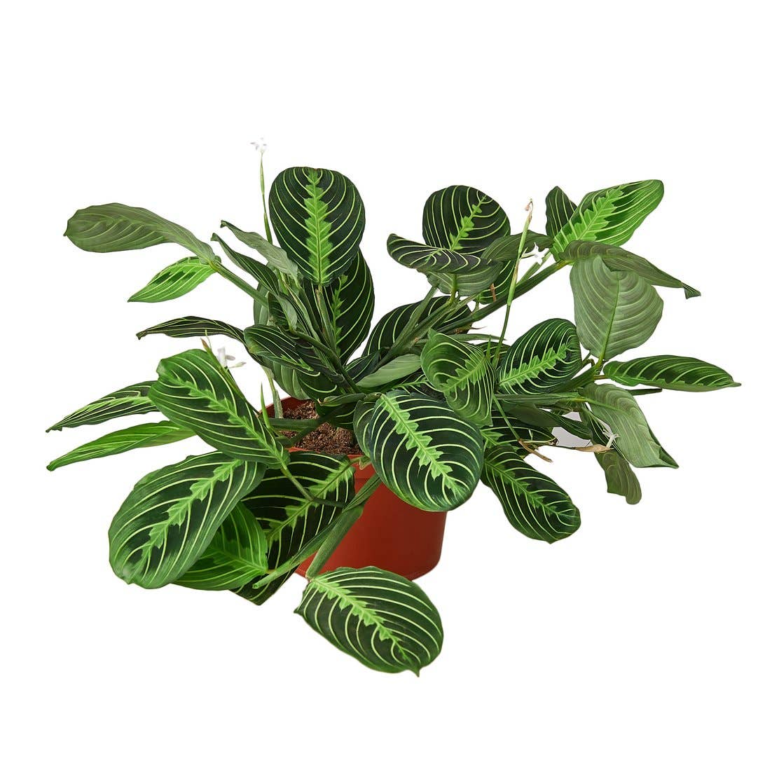 Plant Maranta Lemon Lime | 4-inch