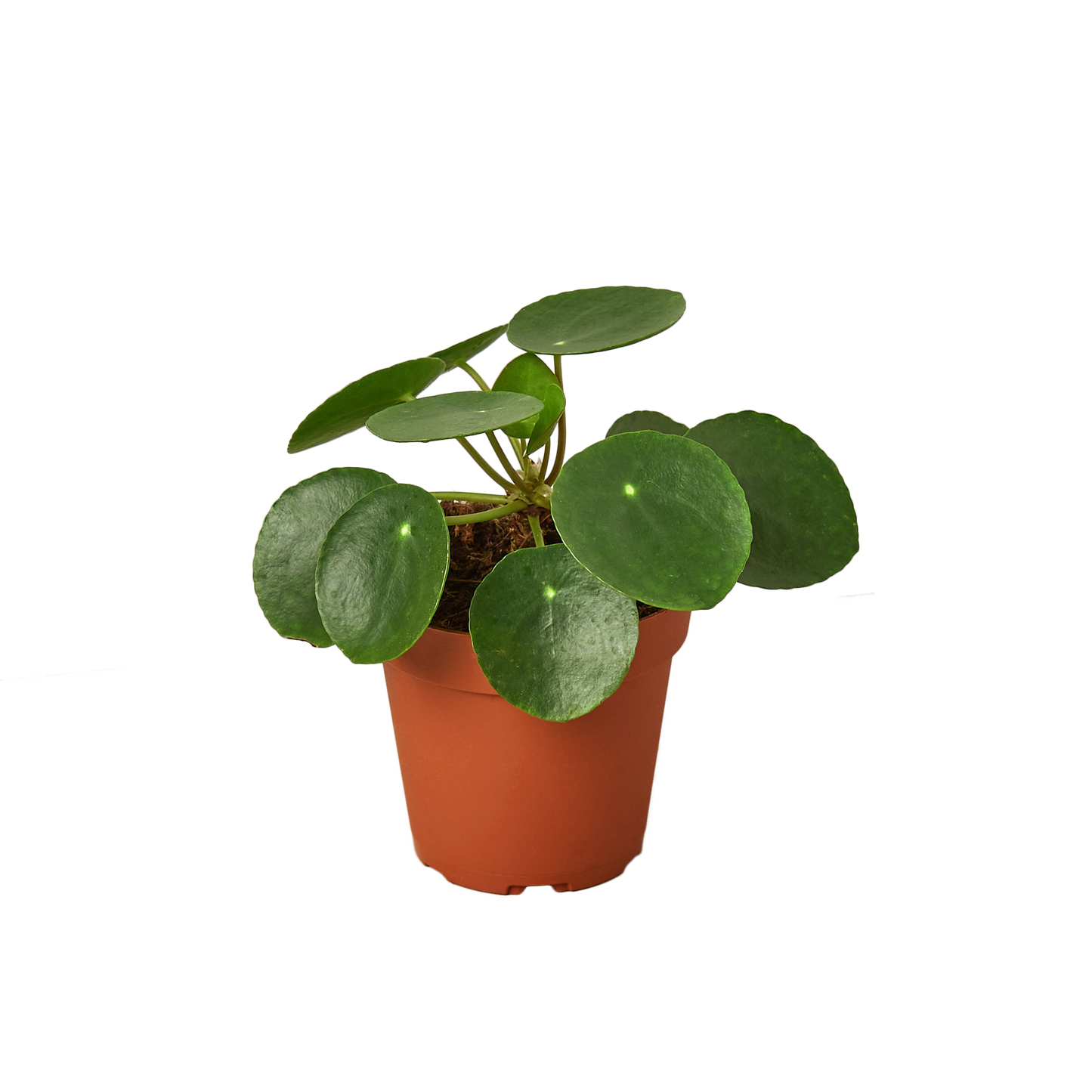 Plant Pilea Peperomiodes | 4-inch